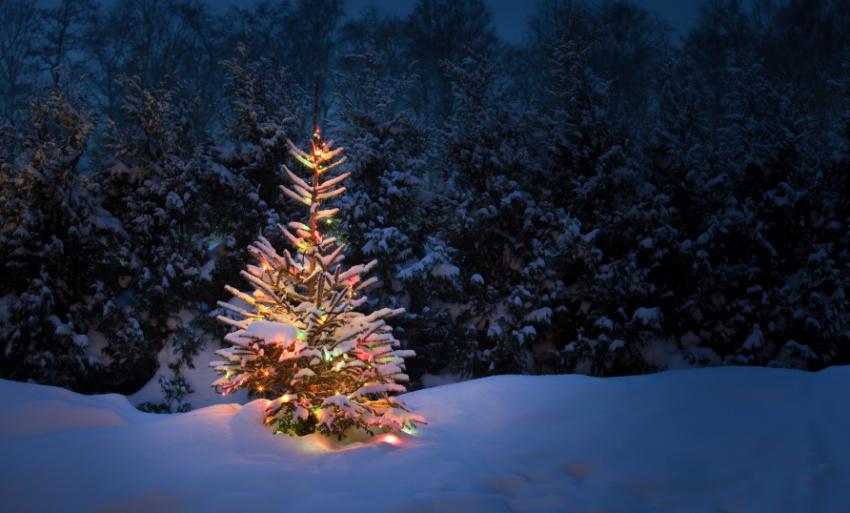 christmas tree snow scene